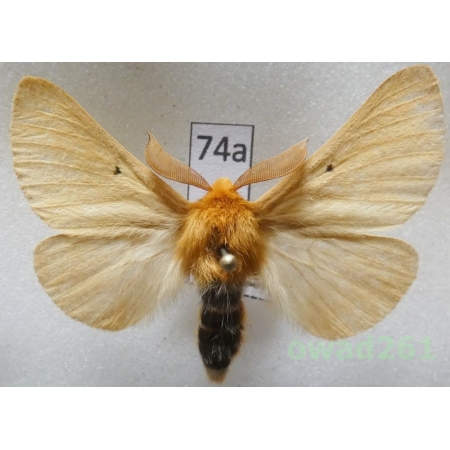 Lemonia taraxaci (Denis & Schiffermüller, 1775) male Czech74a